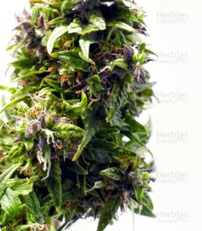 Buddha Medikit Auto CBD (Buddha Seeds) Cannabis-Samen