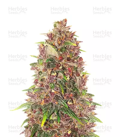 C4 Auto (Fast Buds) Cannabis-Samen