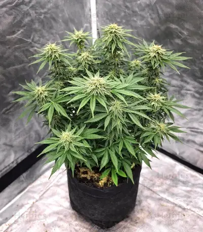 Ceres Kush (Ceres Seeds)