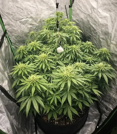 Chemdog Gorilla (Expert Seeds)