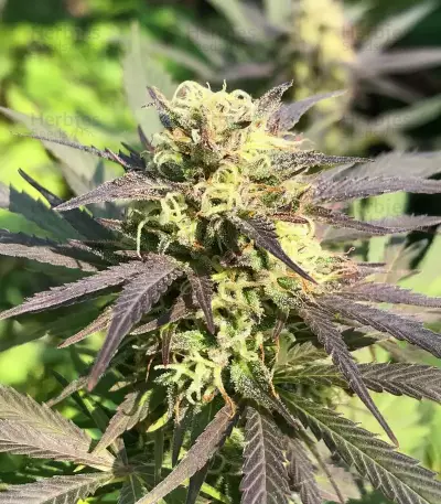Cherry Gar-see-yaa feminisierte Samen (Ethos Genetics)
