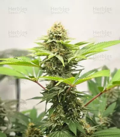 Cherry Poppers feminisierte Samen (Barney's Farm)
