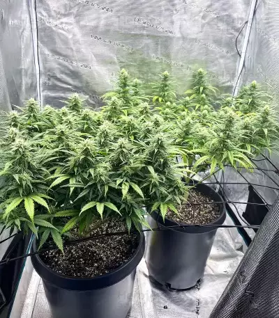 Cinderella 99 feminisierte Samen (Brothers Grimm Seeds)