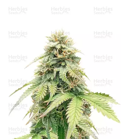 Crème De la Chem Auto (Mephisto Genetics) Cannabis-Samen