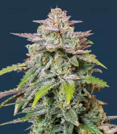 Forbidden Runtz Auto feminisierte Samen (Fast Buds)