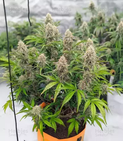 Fugue State Auto (Mephisto Genetics) Cannabis-Samen