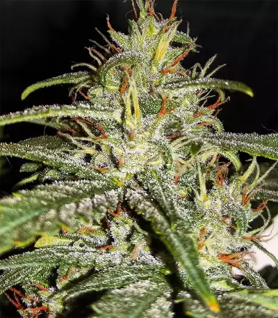 GG#4 Original Glue Auto (Original Sensible Seeds) Cannabis-Samen