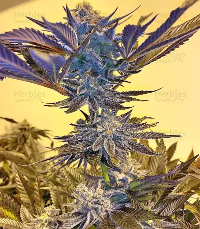 Grandaddy Purple (Big Head Seeds) Cannabis-Samen