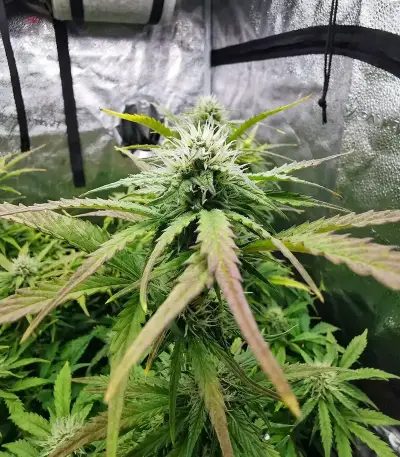 Headstone (Big Head Seeds) Cannabis-Samen