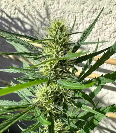 Humboldt Dream Autoflower feminisierte Samen (Humboldt Seed Company)