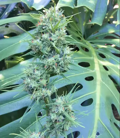 Malawi (Ace Seeds) Cannabis-Samen