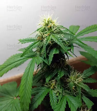 Monkey GG#4 Original Glue (Growers Choice) Cannabis-Samen