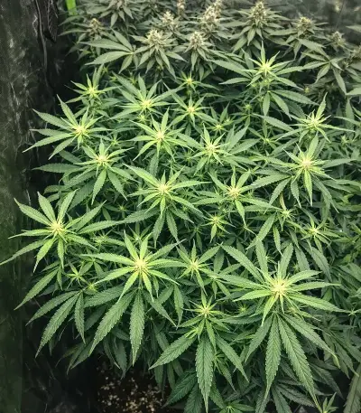 OG Critical (Emerald Triangle Seeds) Cannabis-Samen
