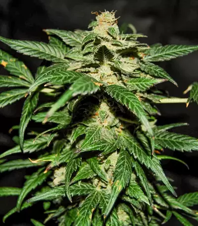 Original Auto Jack Herer (Fast Buds) Cannabis-Samen