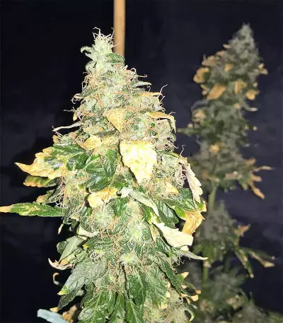 Pure Kush (Original Sensible Seeds) Cannabis-Samen