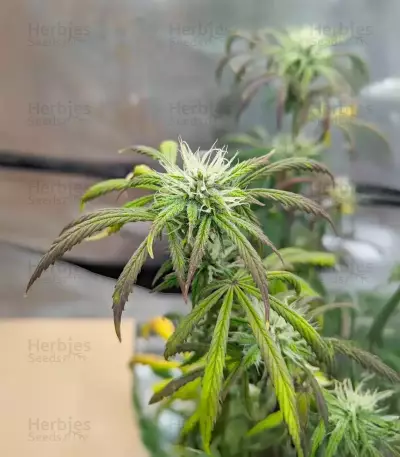 Purple Tropicana Cookies Autoflower feminisierte Samen (Seedkeepers)