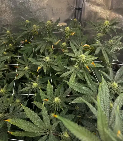 RS11 (Barney's Farm)