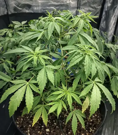 Sour Puss regular (Emerald Triangle Seeds) Cannabis-Samen
