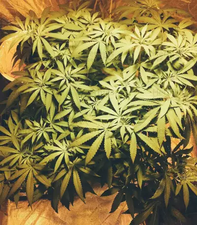 Three Blue Kings (Humboldt Seeds Organization) Cannabis-Samen