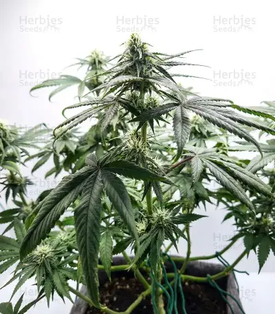 White Panther (White Snurf) (Ceres Seeds) Cannabis-Samen
