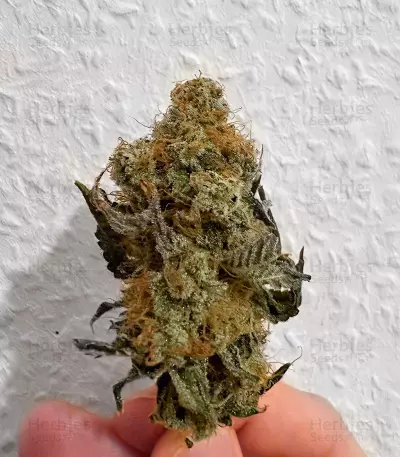The White Fire OG feminisierte Samen (Seedkeepers)