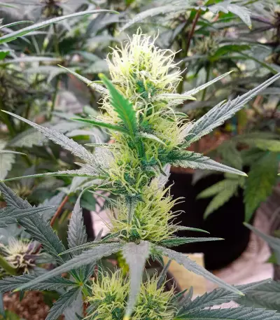 Ztrawberriez Auto feminisierte Samen (Fast Buds)
