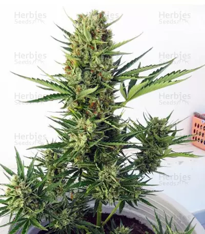 Auto Malawi x Northern Lights (Ace Seeds) Cannabis-Samen