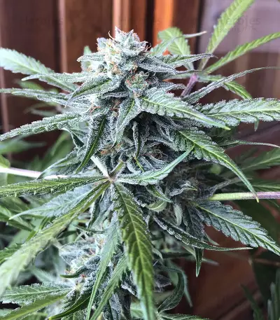 Buddha Deimos Auto regular (Buddha Seeds) Cannabis-Samen