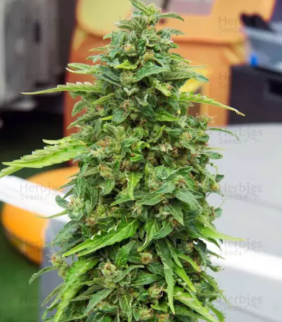 CBD Lemon Potion Auto (Barney's Farm) Cannabis-Samen