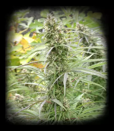 Congo (Ace Seeds)