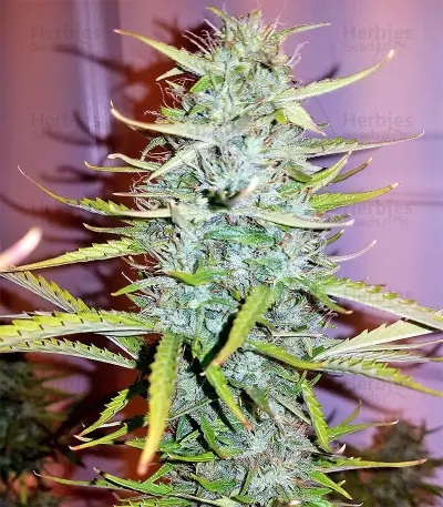 Critical 47 (Positronics Seeds) Cannabis-Samen