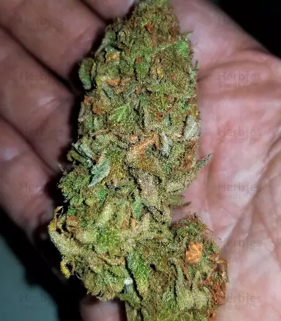 Critical Ryder Auto (Blackskull Seeds)