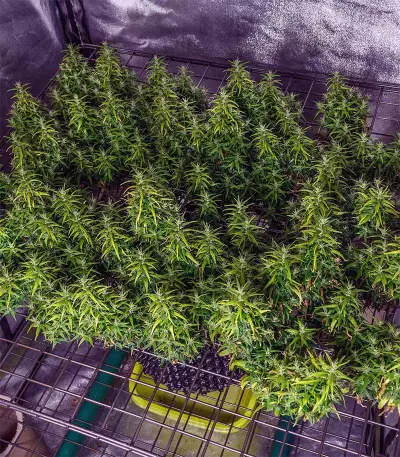 Dr. Grinspoon (Barney's Farm) Cannabis-Samen