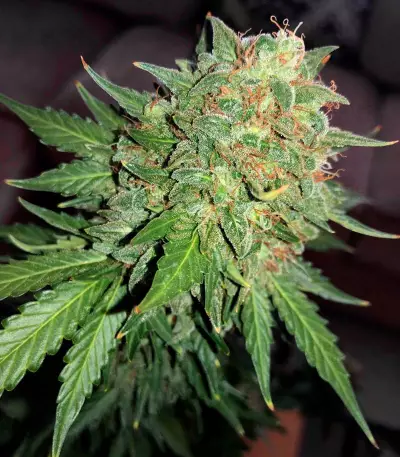 Fast & Vast Auto (Heavyweight Seeds) Cannabis-Samen
