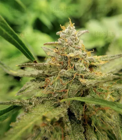 Girl Scout Cookies Auto (Garden Of Green) Cannabis-Samen
