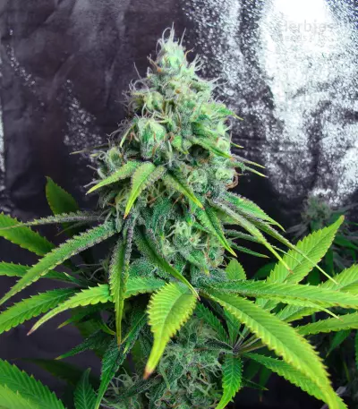 Golden Berry (DNA Genetics) Cannabis-Samen