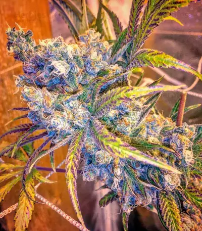 Green Crack (Humboldt Seeds Organization) Cannabis-Samen