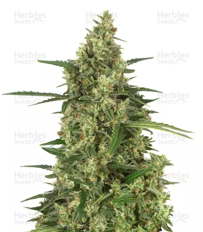 Head Stash Auto (Big Head Seeds) Cannabis-Samen