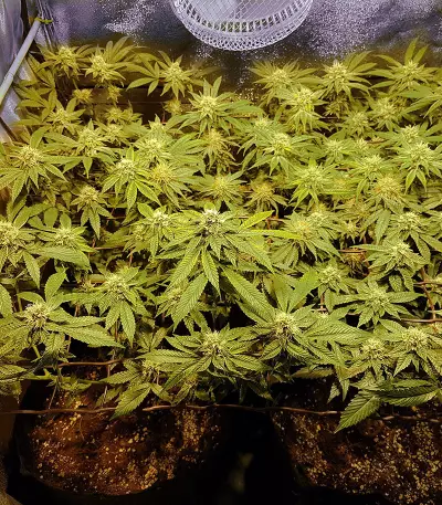 Headbanger (Karma Genetics) Cannabis-Samen