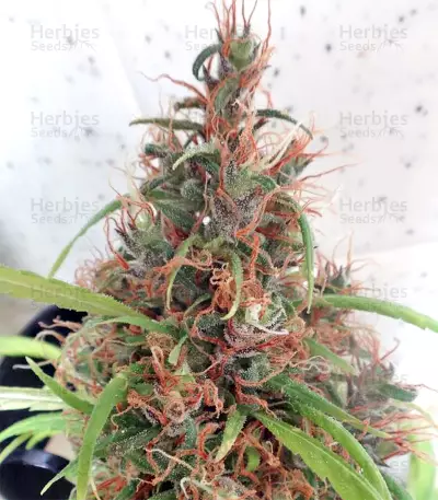 Honduras Regular (Ace Seeds) Cannabis-Samen