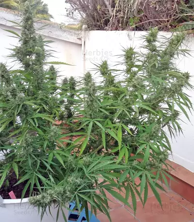 Malawi Breeders Pack regular (Ace Seeds) Cannabis-Samen