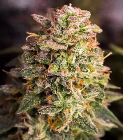 Mandarin Haze Auto (Ministry Of Cannabis) Cannabis-Samen