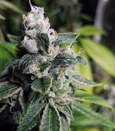 Ripper badazz (Ripper Seeds) Cannabis-Samen