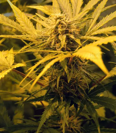 Skunk #1 Automatic (Sensi Seeds) Cannabis-Samen