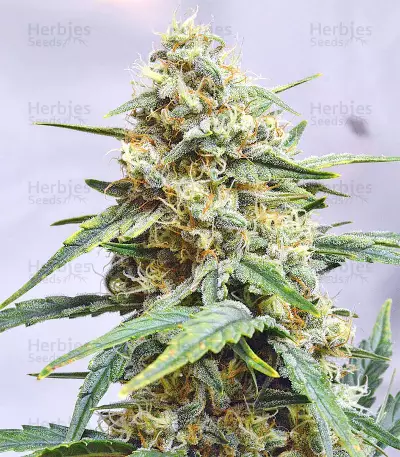 Sour Hound F2 Auto (Mephisto Genetics) Cannabis-Samen