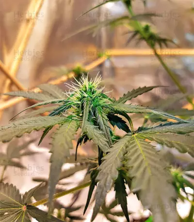 Sticky Fingers Autoflower (Seedstockers) Cannabis-Samen