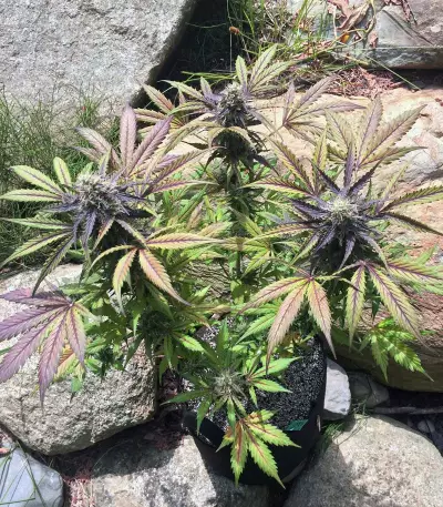 Thin Mint Crack Autoflower (Seedstockers) Cannabis-Samen