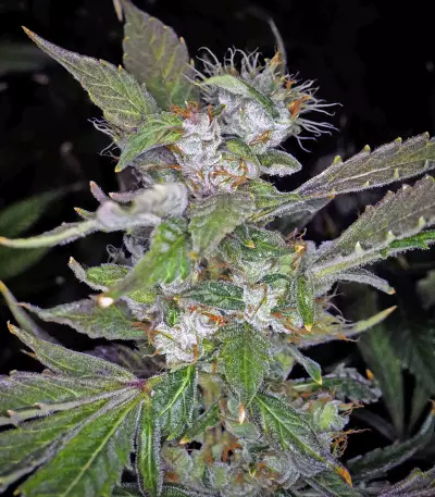 U - Pink Kush (Dr. Underground) Cannabis-Samen