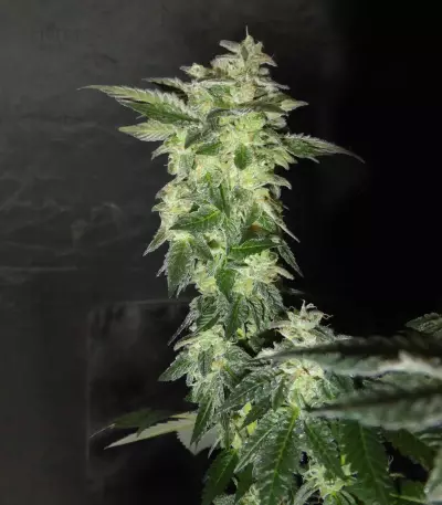 Wedding Gelato (RQS) Cannabis-Samen