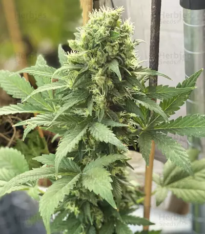 Auto Gelato (Female Seeds) Cannabis-Samen